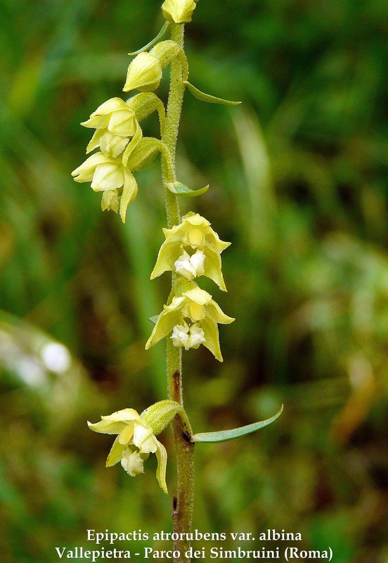 Le orchidee di Vallepietra nel Parco Naturale dei Monti Simbruini (Roma).